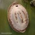 Salsera lunèville- Claveles
